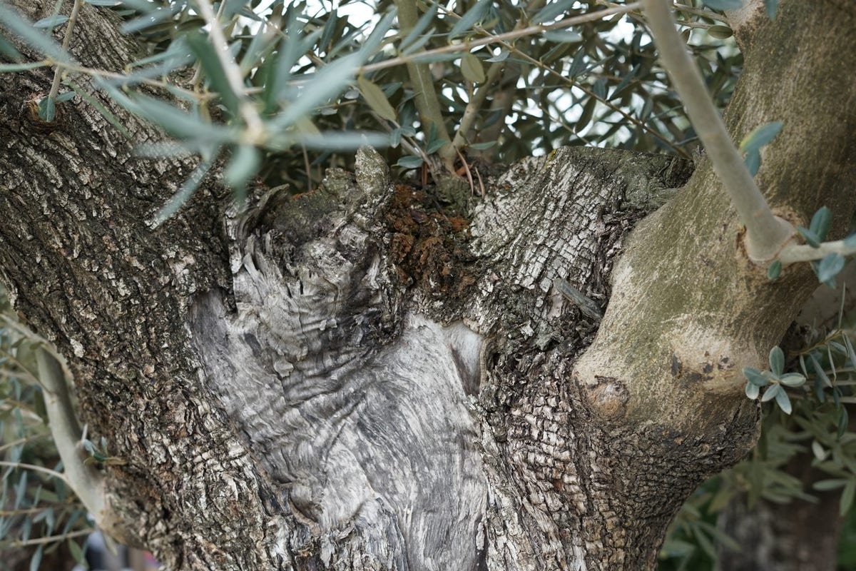  Grote Olijfboom Als Solitair 100/125cm (Olea Europaea)