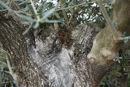  Grote Olijfboom Als Solitair 100/125cm (Olea Europaea)