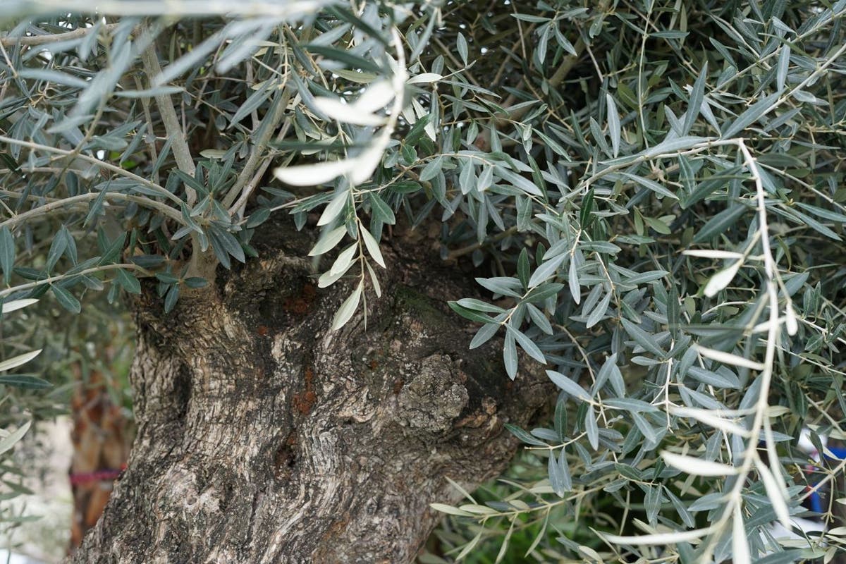  Grote Olijfboom Als Solitair 100/125cm (Olea Europaea)