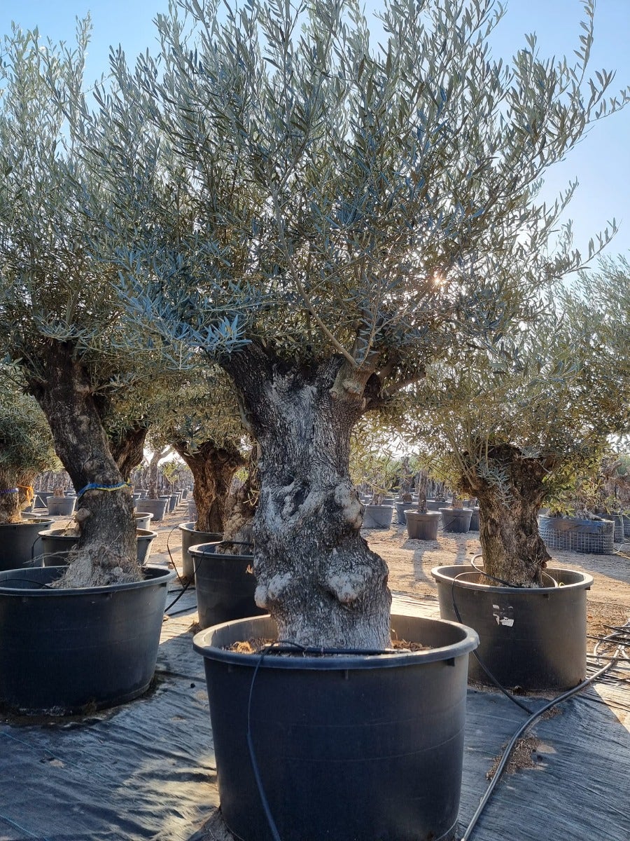  Grote Olijfboom Als Solitair 100/125cm (Olea Europaea)