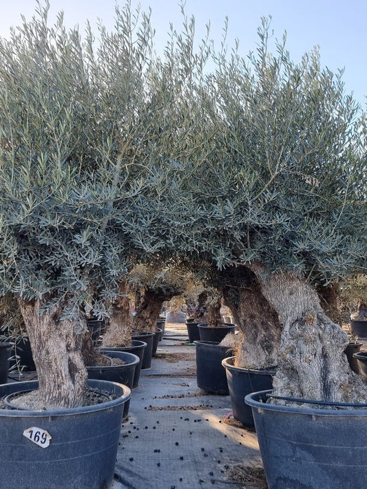 Grote Olijfboom Als Solitair 100/125cm (Olea Europaea)