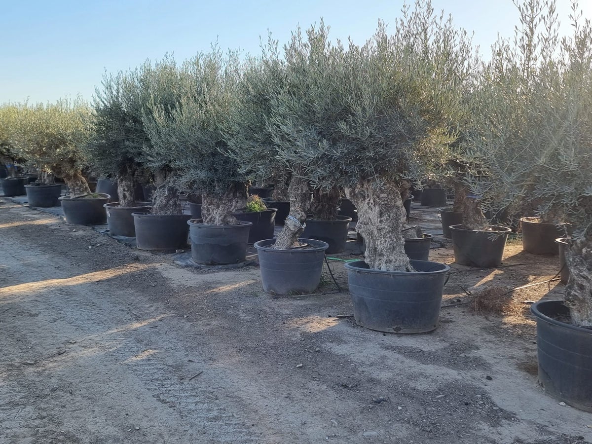  Grote Olijfboom Als Solitair 100/125cm (Olea Europaea)