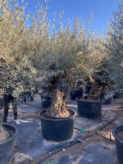  Grote Olijfboom Als Solitair 100/125cm (Olea Europaea)