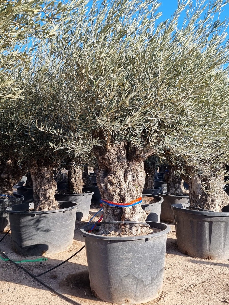 Grote Olijfboom Als Solitair 100/125cm (Olea Europaea)