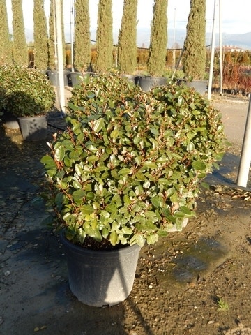  Olijfwilg Als Bol (Elaeagnus Ebbingei 'Compacta')