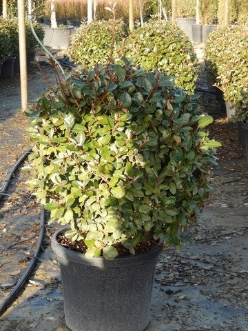  Olijfwilg Als Bol (Elaeagnus Ebbingei 'Compacta')
