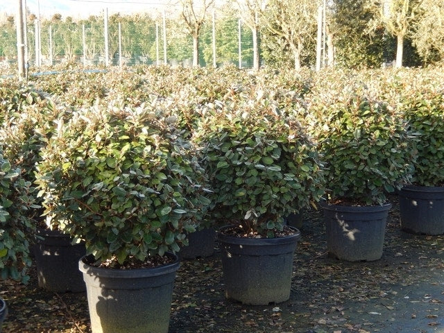  Olijfwilg Als Bol (Elaeagnus Ebbingei 'Compacta')