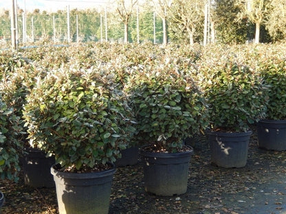  Olijfwilg Als Bol (Elaeagnus Ebbingei 'Compacta')