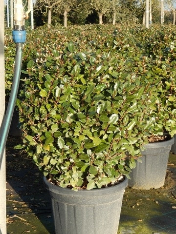  Olijfwilg Als Bol (Elaeagnus Ebbingei 'Compacta')