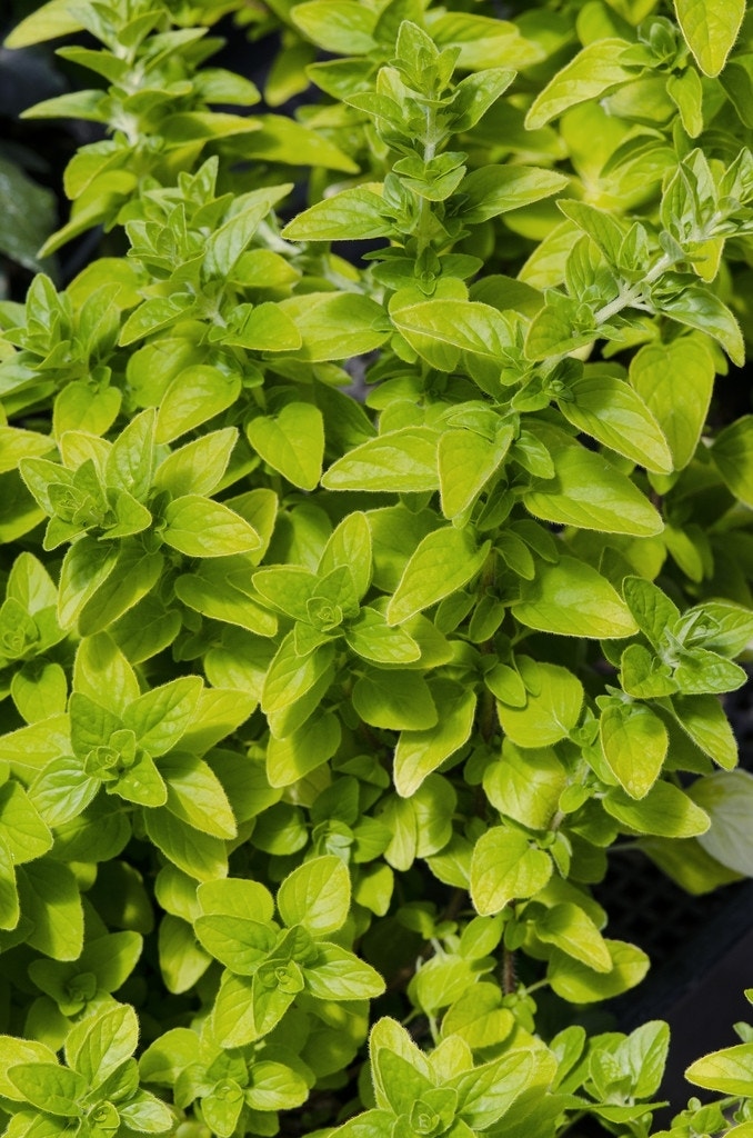  Majoraan/marjolein (Origanum Vulgare 'Aureum')