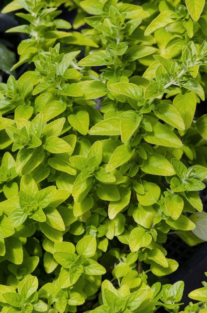  Majoraan/marjolein (Origanum Vulgare 'Aureum')