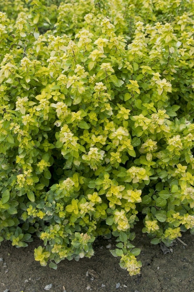  Majoraan/marjolein (Origanum Vulgare 'Aureum')