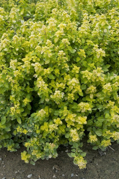  Majoraan/marjolein (Origanum Vulgare 'Aureum')