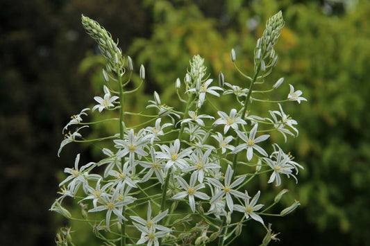  Vogelmelk (Ornithogalum Ponticum 'Sochi')