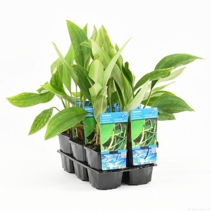  Goudkolf (Orontium Aquaticum)