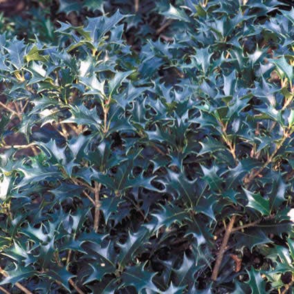  Schijnhulst (Osmanthus Heterophyllus)