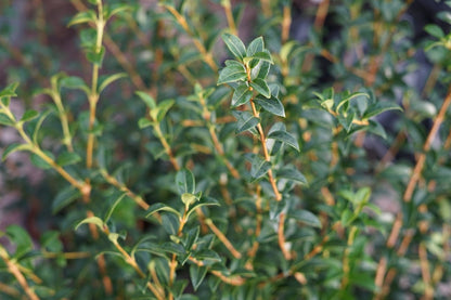  Schijnhulst (Osmanthus Burkwoodii)