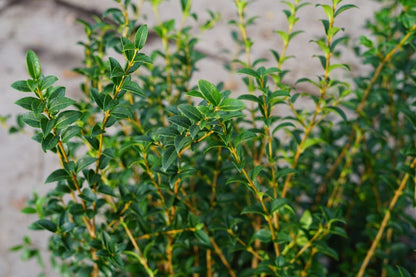  Schijnhulst (Osmanthus Burkwoodii)