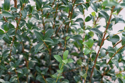  Schijnhulst (Osmanthus Burkwoodii)
