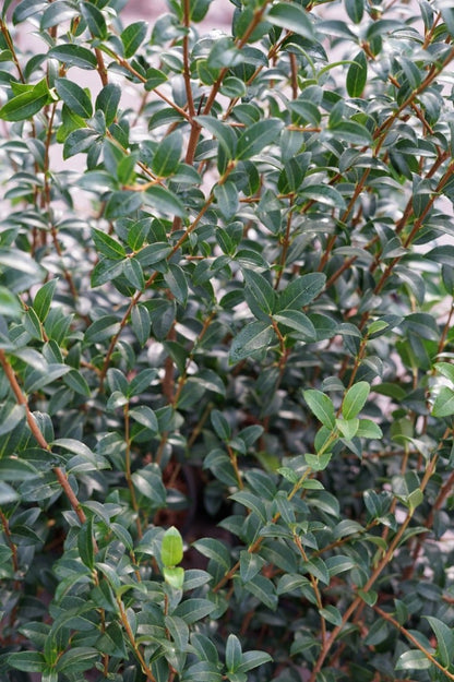  Schijnhulst (Osmanthus Burkwoodii)