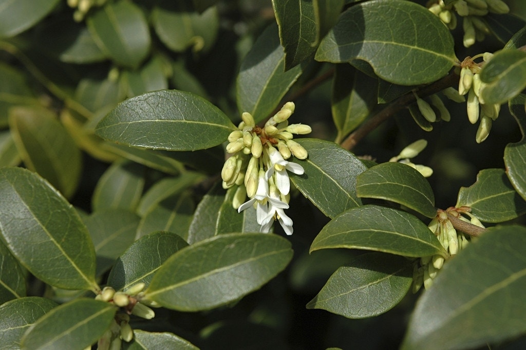  Schijnhulst (Osmanthus Burkwoodii)