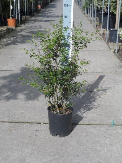  Schijnhulst (Osmanthus Burkwoodii)