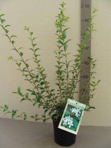 Schijnhulst (Osmanthus Burkwoodii)