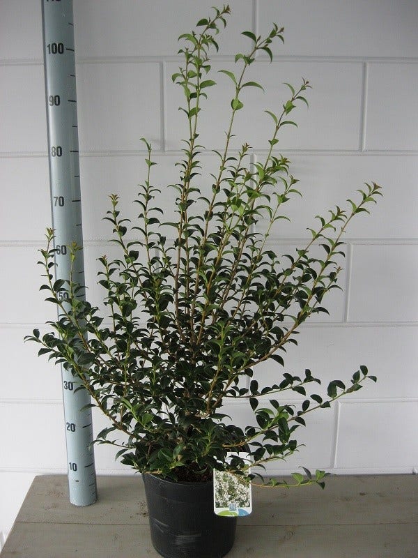  Schijnhulst (Osmanthus Burkwoodii)