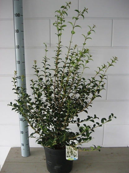  Schijnhulst (Osmanthus Burkwoodii)