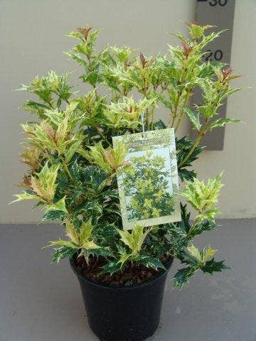  Schijnhulst (Osmanthus Heterophyllus 'Goshiki')