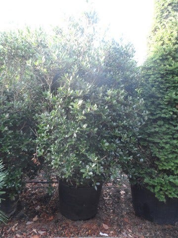  Schijnhulst (Osmanthus Heterophyllus)