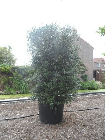  Schijnhulst (Osmanthus Heterophyllus)