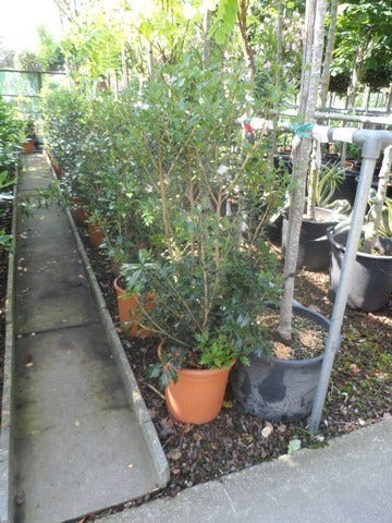  Schijnhulst (Osmanthus Heterophyllus)