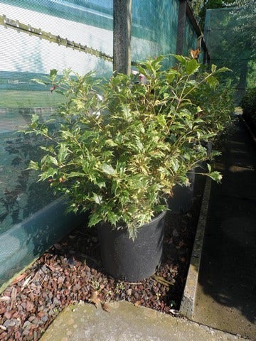  Schijnhulst (Osmanthus Heterophyllus 'Goshiki')