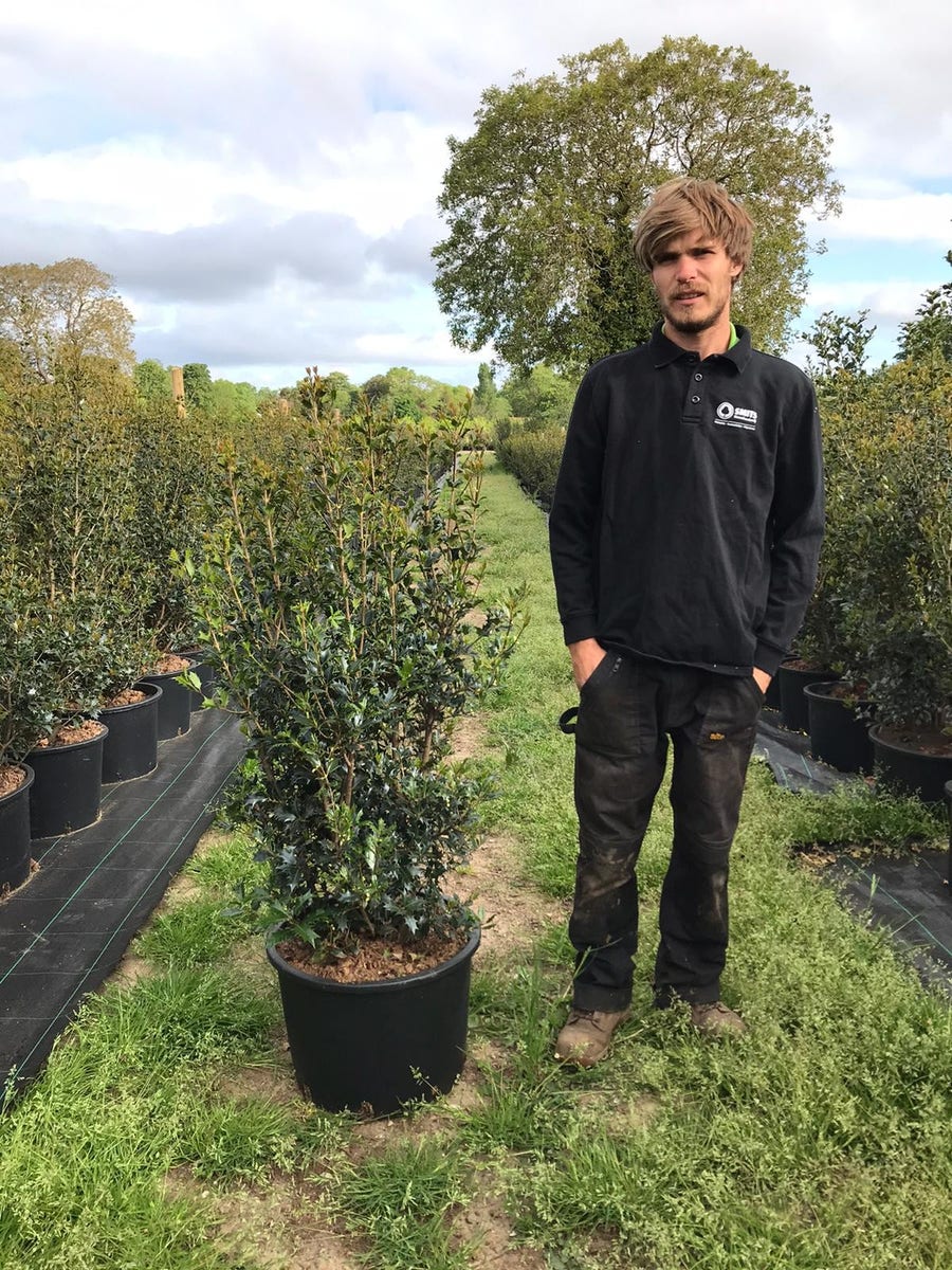  Schijnhulst (Osmanthus Heterophyllus)