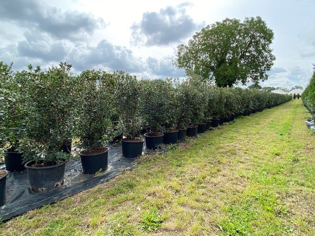  Schijnhulst (Osmanthus Heterophyllus)