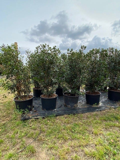  Schijnhulst (Osmanthus Heterophyllus)