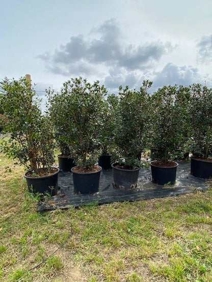  Schijnhulst (Osmanthus Heterophyllus)