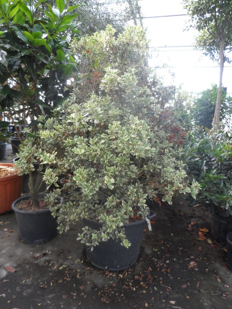  Schijnhulst (Osmanthus Heterophyllus 'Variegatus')