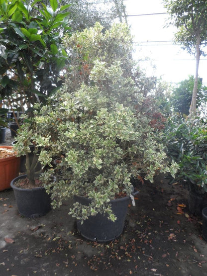  Schijnhulst (Osmanthus Heterophyllus 'Variegatus')