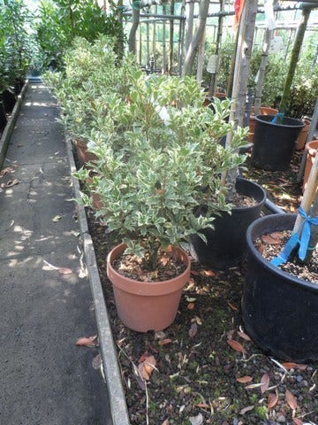  Schijnhulst (Osmanthus Heterophyllus 'Variegatus')