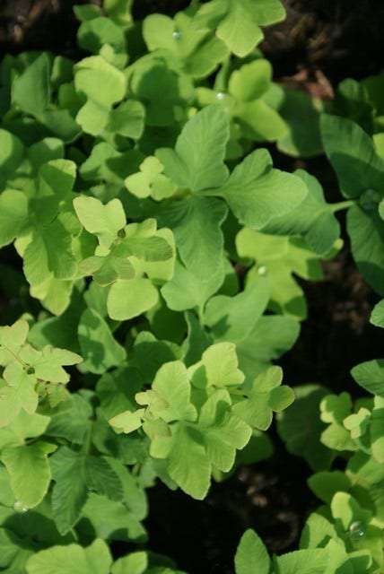  Koningsvaren (Osmunda Regalis)
