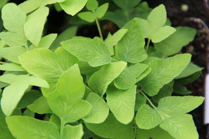  Koningsvaren (Osmunda Regalis)