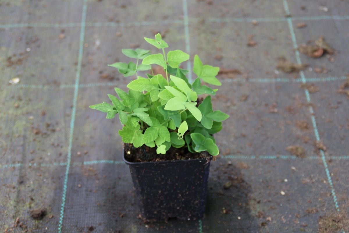 Koningsvaren (Osmunda Regalis)