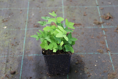  Koningsvaren (Osmunda Regalis)