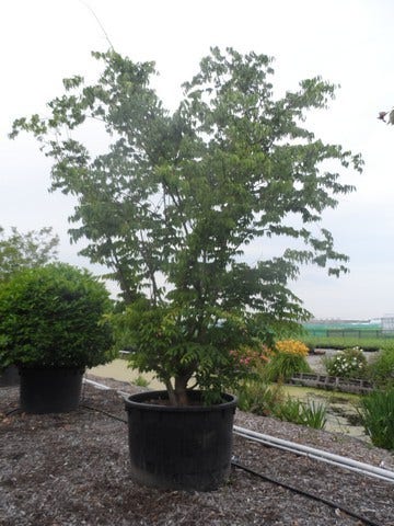  Europese Hopbeuk (Ostrya Carpinifolia)