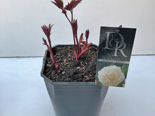  Pioenroos (Paeonia Lactiflora 'Shirley Temple')