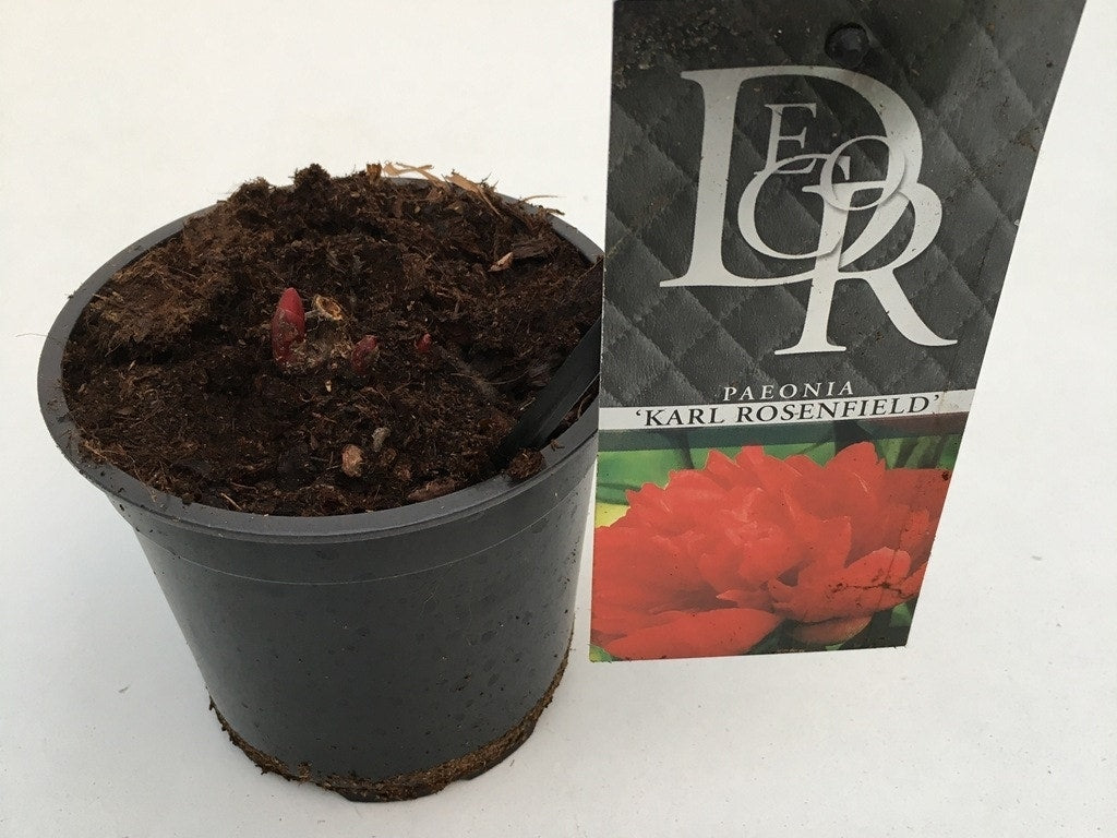  Pioenroos (Paeonia 'Karl Rosenfield')