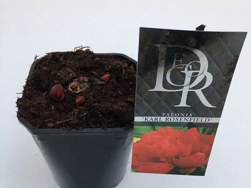  Pioenroos (Paeonia 'Karl Rosenfield')