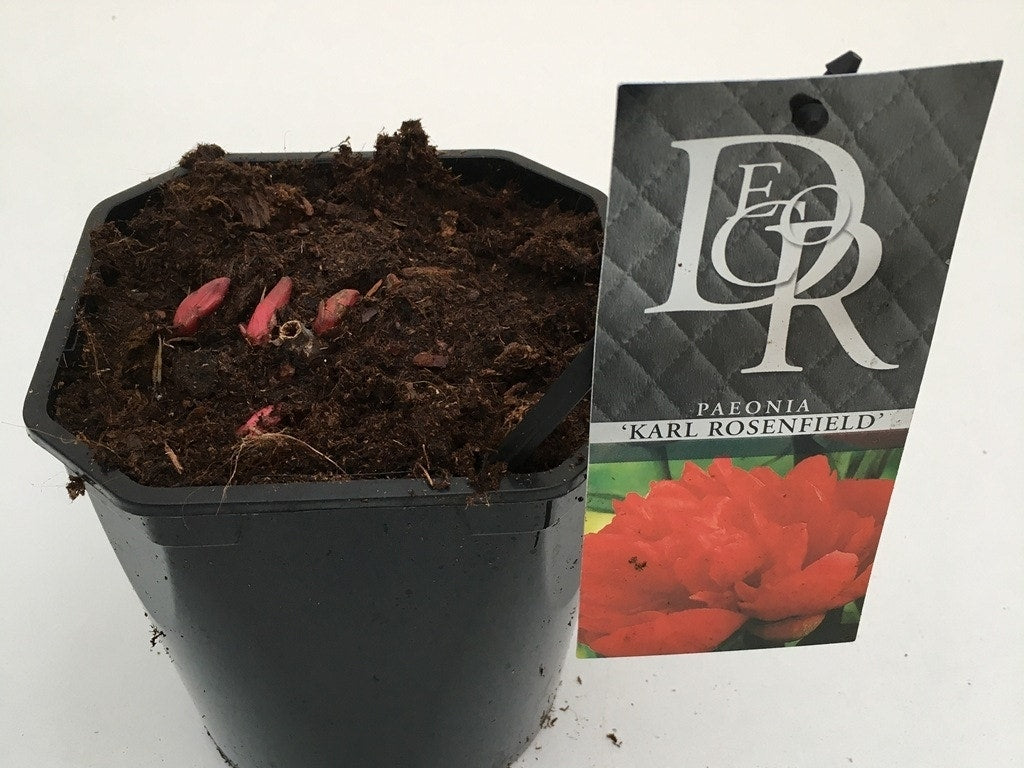  Pioenroos (Paeonia 'Karl Rosenfield')